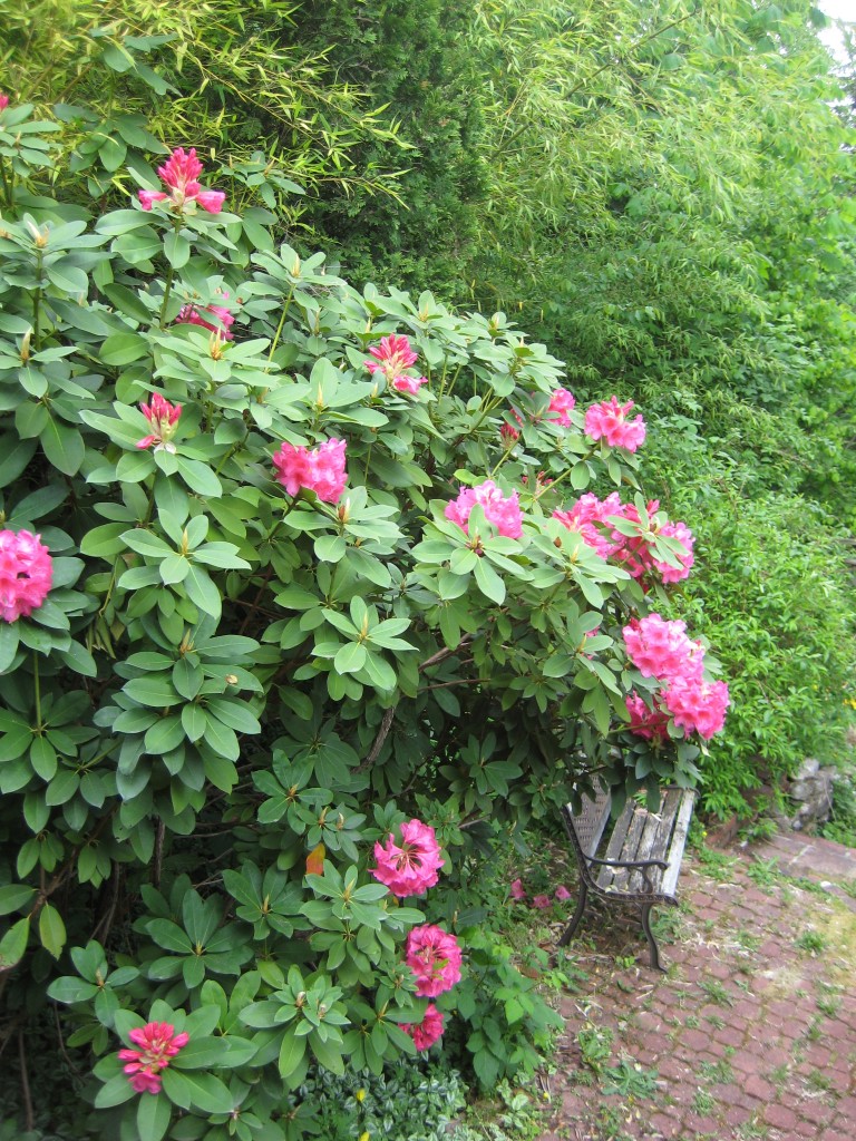 Flower Bush