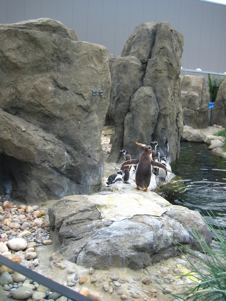 Penguin's Calgary Zoo