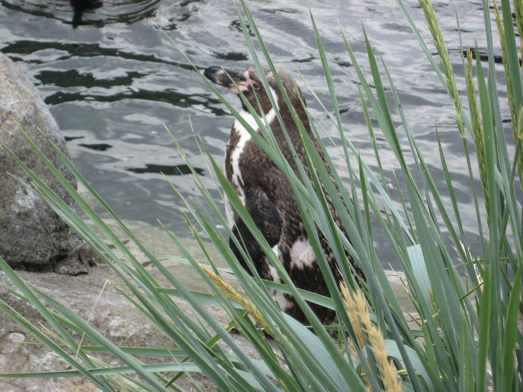 Penguin's Calgary Zoo