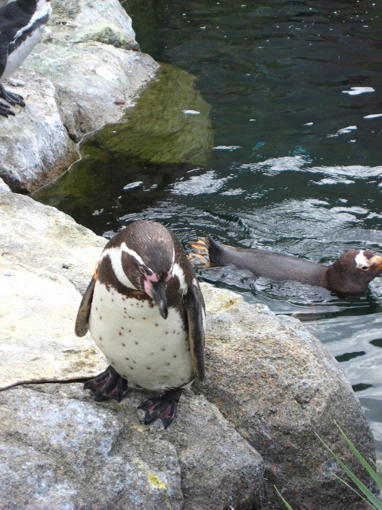 Penguin's Calgary Zoo
