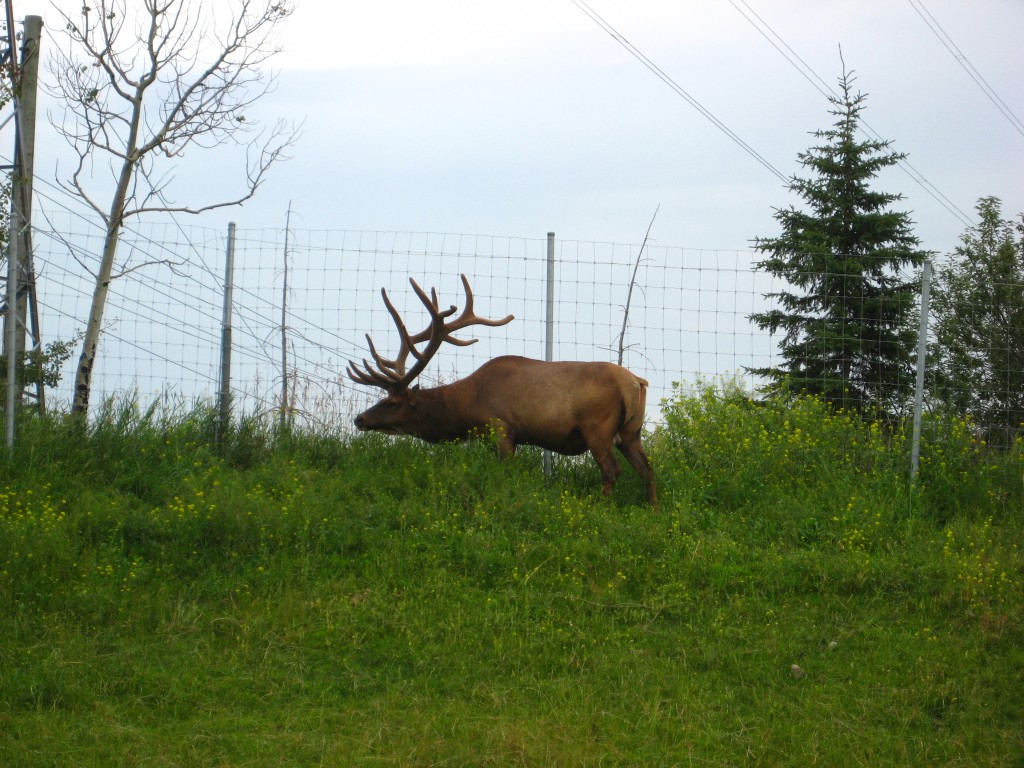 The Canadian Wilds: Calgary Zoo