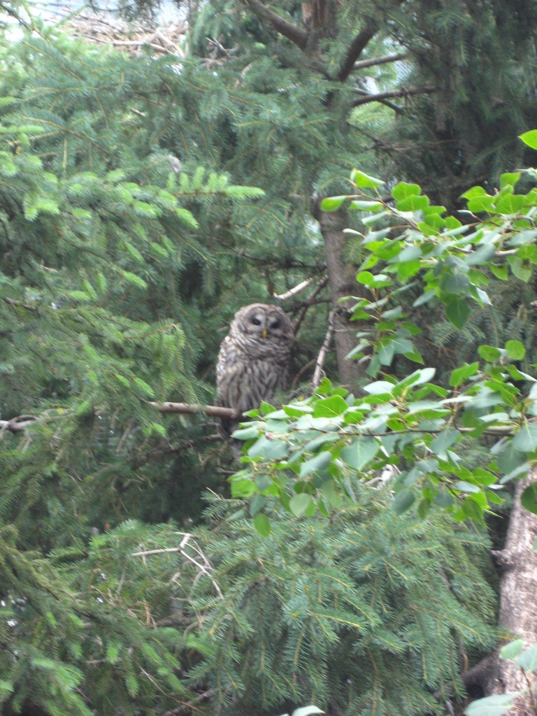 The Canadian Wilds: Calgary Zoo