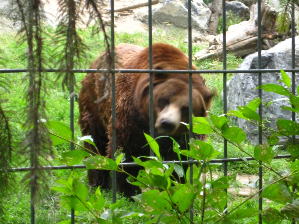 The Canadian Wilds: Calgary Zoo